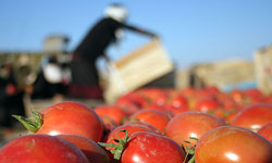 برداشت گوجه فرنگی خارج از فصل در پارسیان 